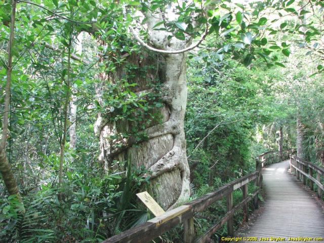 strangler fig